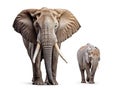 Ai Generated illustration Wildlife Concept of Elephant approaching isolated Royalty Free Stock Photo