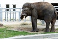 Elephant eats grass in the zoo. Wild predator. Royalty Free Stock Photo