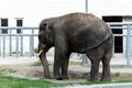 Elephant eats grass in the zoo. Wild predator. Royalty Free Stock Photo