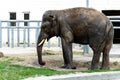 Elephant eats grass in the zoo. Wild predator. Royalty Free Stock Photo