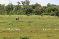 Elephant approaching white little egrets and hippo`s in a small pool of water