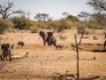 Elephant arrive to find water in shallow waterhole