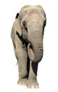 Elephant Asian Royalty Free Stock Photo