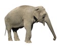 Elephant Asian Royalty Free Stock Photo
