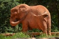 Side view of a brownElephant Royalty Free Stock Photo
