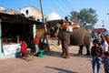 Elephant asks food on the old city street