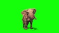 Elephant Attacks Front Green Screen 3D Rendering Animation