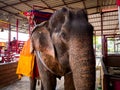 Elephant at Ayotthaya floating market, Ayutthaya Royalty Free Stock Photo