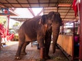 Elephant at Ayotthaya floating market, Ayutthaya Royalty Free Stock Photo