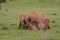 Elephant babies Royalty Free Stock Photo