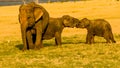 Elephant babies playing with love Royalty Free Stock Photo