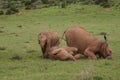 Elephant babies Royalty Free Stock Photo