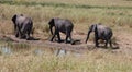 elephant babies Royalty Free Stock Photo