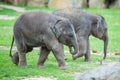 Elephant babies in the zoo Royalty Free Stock Photo