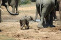 Elephant baby Royalty Free Stock Photo