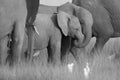 Elephant Baby Amboseli - Big Five Safari -Baby African bush elephant Loxodonta africana Royalty Free Stock Photo