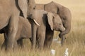 Elephant Baby Amboseli - Big Five Safari -Baby African bush elephant Loxodonta africana Royalty Free Stock Photo