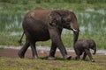 Elephant Baby Amboseli - Big Five Safari -Baby African bush elephant Loxodonta africana Royalty Free Stock Photo