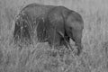 Elephant Baby Amboseli - Big Five Safari -Baby African bush elephant Loxodonta africana Royalty Free Stock Photo