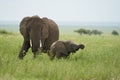 Elephant Baby Amboseli - Big Five Safari -Baby African bush elephant Loxodonta africana Royalty Free Stock Photo