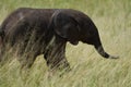 Elephant Baby Amboseli - Big Five Safari -Baby African bush elephant Loxodonta africana Royalty Free Stock Photo