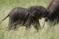 Elephant Baby Amboseli - Big Five Safari -Baby African bush elephant Loxodonta africana Royalty Free Stock Photo