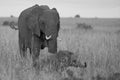 Elephant Baby Amboseli - Big Five Safari -Baby African bush elephant Loxodonta africana