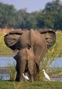 Elephant with baby crossing the river Zambezi.Zambia. Lower Zambezi National Park. Zambezi River. Royalty Free Stock Photo