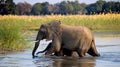 Elephant with baby crossing the river Zambezi.Zambia. Lower Zambezi National Park. Zambezi River. Royalty Free Stock Photo
