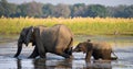 Elephant with baby crossing the river Zambezi.Zambia. Lower Zambezi National Park. Zambezi River. Royalty Free Stock Photo