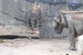 Elephant baby in danger by balancing over trunk. Zoo Cologne, Germany