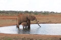 Elephant with baby drinking water from the pond Royalty Free Stock Photo