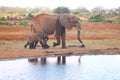 Elephant with baby drinking water from the pond Royalty Free Stock Photo