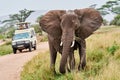 Elephant with baby drinking water in tanzania safari tusk