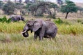 Elephant with baby drinking water in tanzania safari tusk Royalty Free Stock Photo