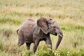 Elephant with baby drinking water in tanzania safari tusk Royalty Free Stock Photo