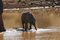 Elephant baby drinking water at waterhole Royalty Free Stock Photo