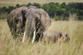 Elephant and a baby elephant walking together through the high grass in the Maasai Mara national park (Kenya). Royalty Free Stock Photo