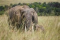 Elephant and a baby elephant walking together through the high grass in the Maasai Mara national park (Kenya) Royalty Free Stock Photo