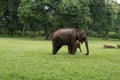 Elephant with baby Royalty Free Stock Photo