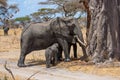 Elephant baby and its mother Royalty Free Stock Photo