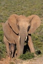 Elephant Baby and Mother Royalty Free Stock Photo