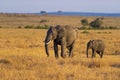 Elephant Baby and Mother, Maasai Mara, Kenya Royalty Free Stock Photo