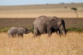 Elephant baby and mother in the Masai Mara Royalty Free Stock Photo