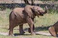 Elephant baby with mother walking in Kenya Royalty Free Stock Photo