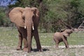 Elephant baby with mother walking in Kenya Royalty Free Stock Photo