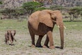 Elephant baby with mother walking in Kenya Royalty Free Stock Photo