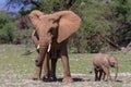 Elephant baby with mother walking in Kenya Royalty Free Stock Photo