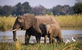 Elephant with baby near the Zambezi River. Zambia. Lower Zambezi National Park. Zambezi River. Royalty Free Stock Photo