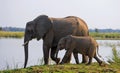 Elephant with baby near the Zambezi River. Zambia. Lower Zambezi National Park. Zambezi River. Royalty Free Stock Photo